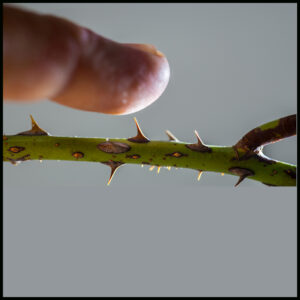 las rosas también tienen espinas y como inmigrantes a veces nos chocamos con ellas.